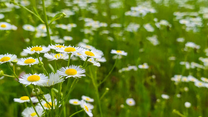 Chamomiles on sunny summer day. Wild flower. Collecting pharmacy chamomile for chamomile tea. Wild daisy flowers growing on meadow.