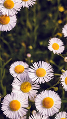 Chamomiles on sunny summer day. Wild flower. Collecting pharmacy chamomile for chamomile tea. Wild daisy flowers growing on meadow.