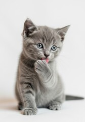 Obraz premium Playful grey kitten licking paw indoor studio animal portrait minimalist environment close-up view pet care concept