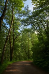 Fototapeta premium Serene Forest Path A Tranquil Escape into Nature's Embrace
