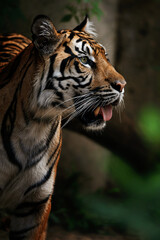 Sumatran tiger (Panthera tigris sumatrae) beautiful animal and his portrait