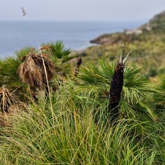Sicily, Zingaro Nature Reserve,
evocative image of the reserve located near
San Vito Lo Capo,...