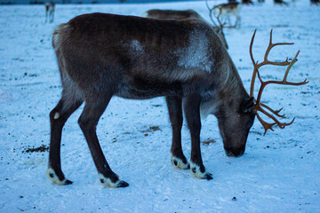 Scene from a Sami camp near Tromsø with a reindeer, reflecting indigenous life in Northern Norway.