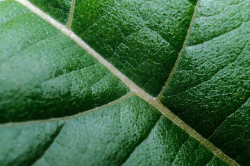 A vibrant close-up of a green leaf showcasing its intricate vein structure, highlighting nature's...