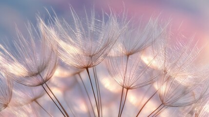 Close up of delicate dandelion seeds with soft pastel sky background during sunset.