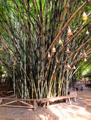 Dense Bamboo Grove with Hanging Decorative Lamps and Seating Area
