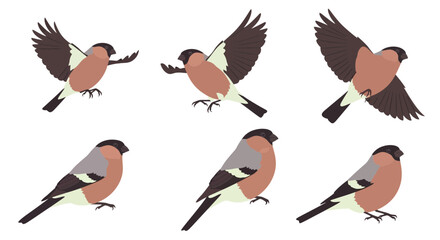 Fototapeta premium Bullfinch birds in different poses and angles on white background 