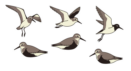 Obraz premium Sandpiper birds in different poses and angles 