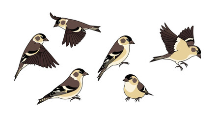 Siskin birds illustrated in various poses and angles  