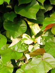 Lush Foliage Background with Green and Variegated Leaves