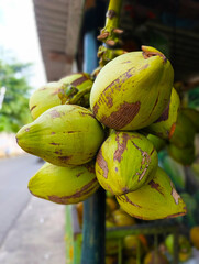 Fresh Green Coconuts Hanging at a Roadside Stall
