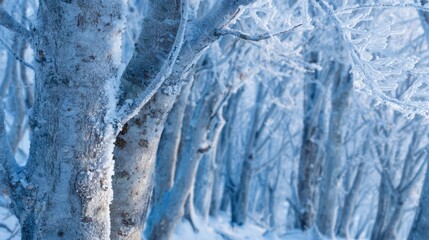 Winter Snow Covered Forest Scene with Frosted Trees and Icy Cold Atmosphere.
