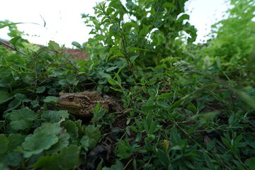Common toad (Bufo bufo) rare found in czech garden taken on wide angle lens during hot summer evening.