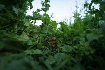 Common toad (Bufo bufo) rare found in czech garden taken on wide angle lens during hot summer...