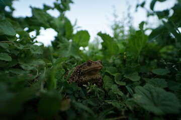 Common toad (Bufo bufo) rare found in czech garden taken on wide angle lens during hot summer evening.