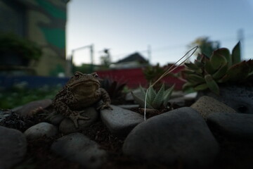 Common toad (Bufo bufo) rare found in czech garden taken on wide angle lens during hot summer...