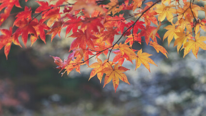 red maple leaves