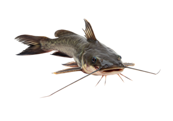 A catfish floats on a black background It has long whiskers and blue eyes