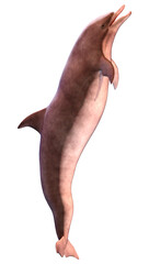 3D Rendering Dolphin on White © photosvac