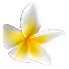 frangipani flower isolated on white background © wannasak