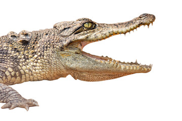 Crocodile open mouth isolated on white background
