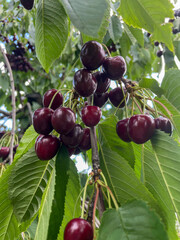 Juicy ripe cherries on a branch in an orchard