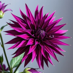 Fototapeta premium Vibrant purple and magenta dahlia flower with pointed petals and a water droplet on one petal, isolated on a light grey background, detailed close-up