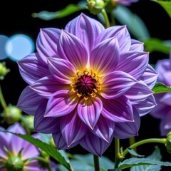 Obraz premium Vibrant purple and pink lotus flower with detailed petals and bright yellow center surrounded by green leaves against a dark background, close-up nature shot