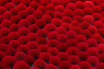 Vibrant incense sticks production in vietnamese village, pattern texture background
