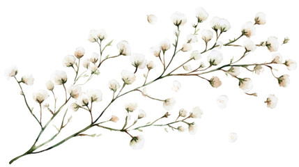 watercolor babys breath floral illustration on white background