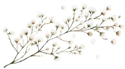 watercolor babys breath floral illustration on white background
