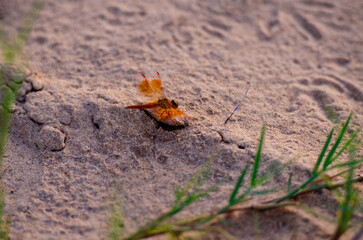 desolate dragonfly on the ground