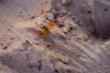desolate dragonfly on the ground