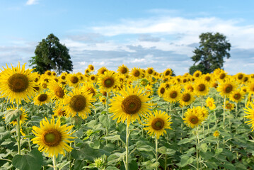 Field of sunflowers in summer