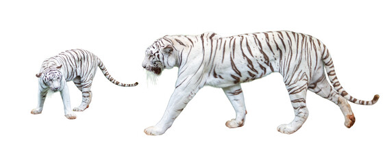Obraz premium White tiger isolated on white background,