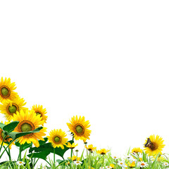 Fototapeta premium sunflowers frame isolated on white