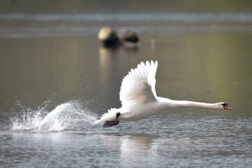 Schwan hebt auf einem Gewässer ab und wird beim Start fotografiert