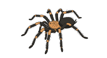 Vector Flat Hand Drawn Brown and Black Tarantula Spider Outline &ndash; Doodle Icon for Web, Print, and Infographics