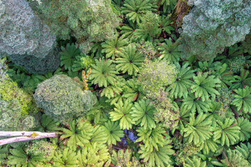 Lush green ferns in Great Otway National Park, Victoria, Australia