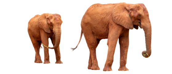 Two elephants isolated on a white background. The concept of conservation and protection of wild animals.