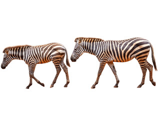 two zebras isolated on white background