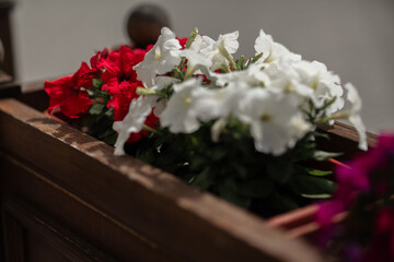 Petunias Flowers Planter Red White Flowers bloom in sunlit box for decoration