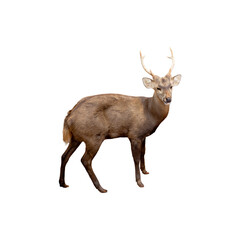 Sika deer isolated on white background.