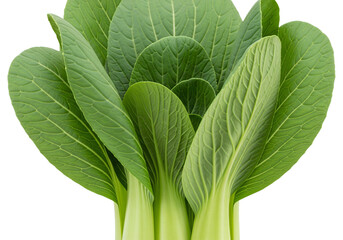 Obraz premium Fresh Green Bok Choy - Healthy Asian Vegetable