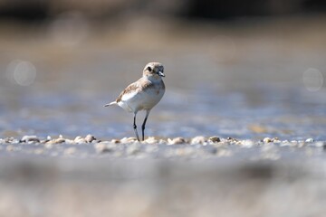 Bird on rocky shoreline