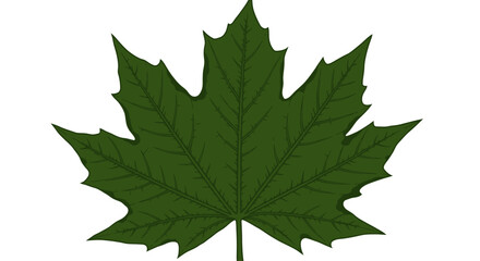 Vector Drawing of a Maple Leaf with Veins – Detailed Botanical Illustration Isolated on White