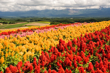 美瑛の丘のケイトウ畑の向こうに続く丘