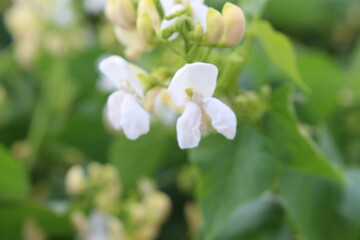 the moment of bean flowering and pollination in the garden by a bee