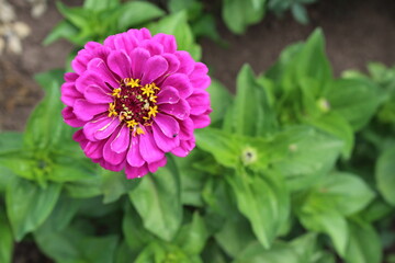 Fototapeta premium Summer flowers zinnia begin their beautiful bloom in our garden