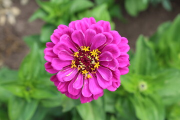 Obraz premium Summer flowers zinnia begin their beautiful bloom in our garden